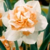 Narcissus 'Replete'