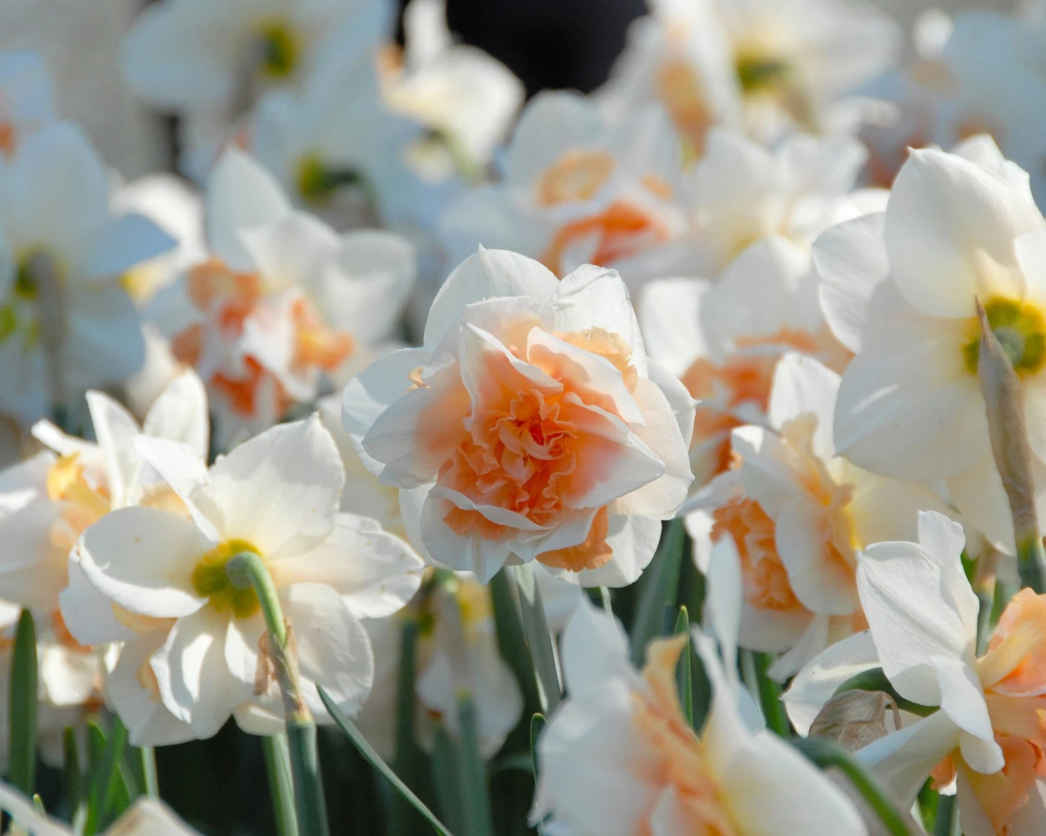 Narcissus 'Replete' 2 Narcissus 'Replete' - Image 2