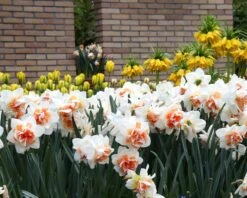 Narcissus 'Replete' 8 Narcissus 'Replete' -Plants And Flowers Shop narcissus replete 10