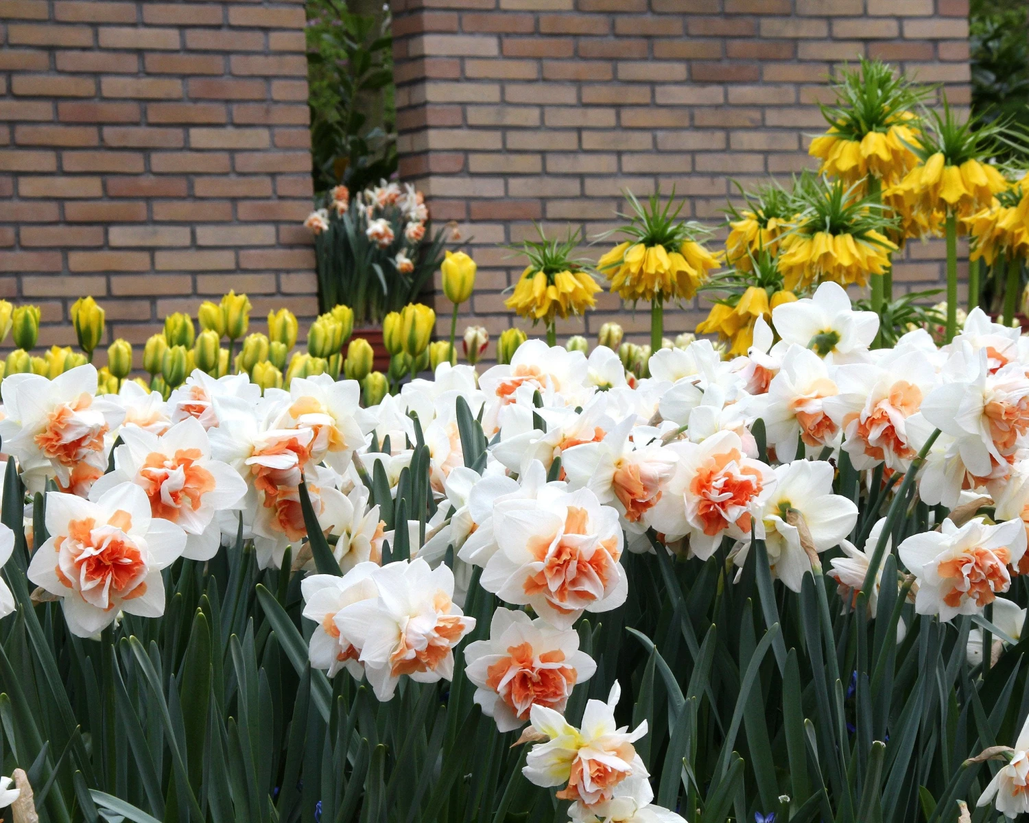 Narcissus 'Replete' 3 Narcissus 'Replete' - Image 3