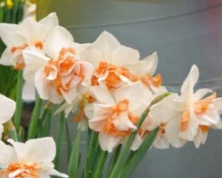 Narcissus 'Replete' 9 Narcissus 'Replete' -Plants And Flowers Shop narcissus replete 2