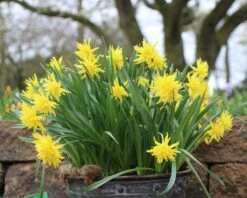 Narcissus 'Rip Van Winkle' 9 Narcissus 'Rip Van Winkle' -Plants And Flowers Shop narcissus rip van winkle 1 e35af4b3 efac 401e b5bd 42baa34081d8