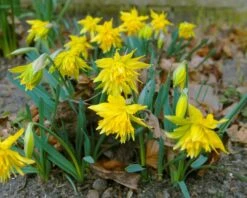 Narcissus 'Rip Van Winkle' 8 Narcissus 'Rip Van Winkle' -Plants And Flowers Shop narcissus rip van winkle 2