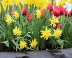 Narcissus 'Rip Van Winkle' 11 Narcissus 'Rip Van Winkle' -Plants And Flowers Shop narcissus rip van winkle 2 70ebdbbd 7bb9 44db 9383 dd36de011900