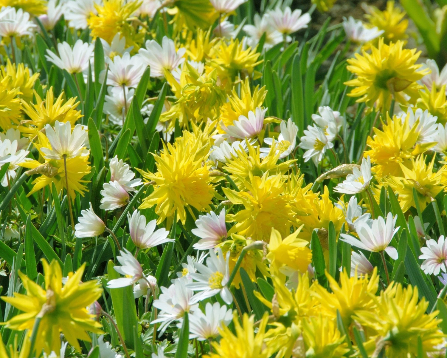 Narcissus 'Rip Van Winkle' 5 Narcissus 'Rip Van Winkle' - Image 5