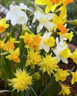 Narcissus 'Rockgarden Mix' -Plants And Flowers Shop narcissus rockgarden mix 0