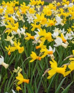 Narcissus 'Rockgarden Mix' -Plants And Flowers Shop narcissus rockgarden mixed 1