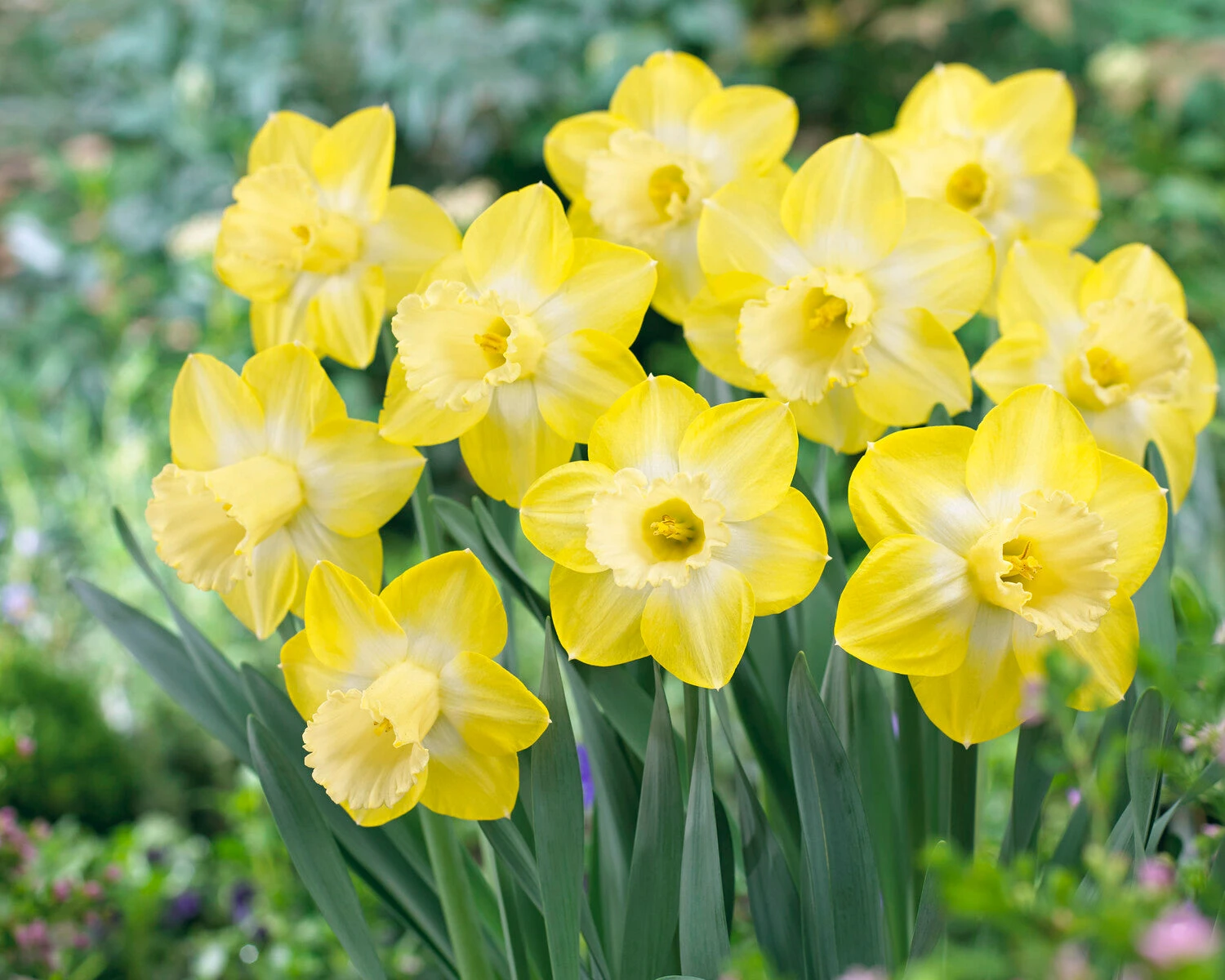 Narcissus 'Sabatini' 2 Narcissus 'Sabatini' - Image 2