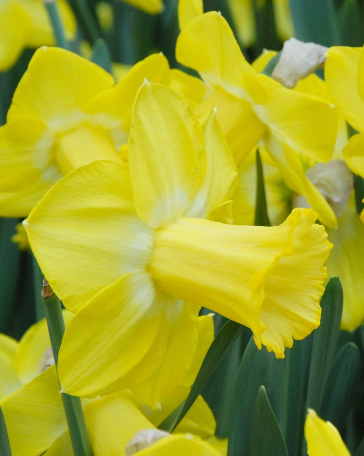 Narcissus 'Sabatini' 6 Narcissus 'Sabatini' - Image 6