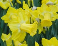 Narcissus 'Sabatini' 8 Narcissus 'Sabatini' -Plants And Flowers Shop narcissus sabatini 2