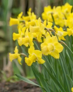 Narcissus 'Sabatini' 10 Narcissus 'Sabatini' -Plants And Flowers Shop narcissus sabatini 3