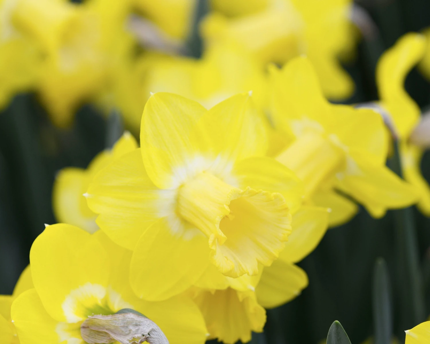 Narcissus 'Sabatini' 4 Narcissus 'Sabatini' - Image 4