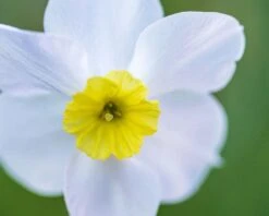 Narcissus 'Segovia' -Plants And Flowers Shop narcissus segovia 1