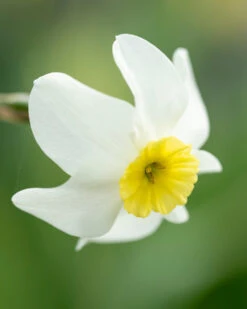 Narcissus 'Segovia' -Plants And Flowers Shop narcissus segovia 10
