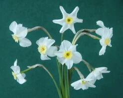 Narcissus 'Segovia' -Plants And Flowers Shop narcissus segovia 11