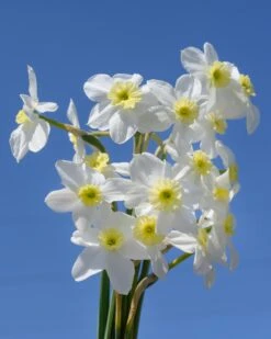 Narcissus 'Segovia' -Plants And Flowers Shop narcissus segovia 13