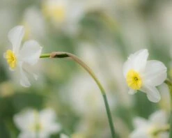 Narcissus 'Segovia' -Plants And Flowers Shop narcissus segovia 14