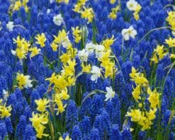 Narcissus 'Segovia' -Plants And Flowers Shop narcissus segovia 17