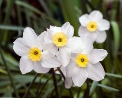 Narcissus 'Segovia' -Plants And Flowers Shop narcissus segovia 2