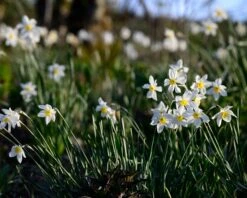 Narcissus 'Segovia' -Plants And Flowers Shop narcissus segovia 3