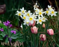 Narcissus 'Segovia' -Plants And Flowers Shop narcissus segovia 4