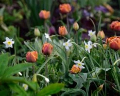 Narcissus 'Segovia' -Plants And Flowers Shop narcissus segovia 5