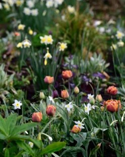 Narcissus 'Segovia' -Plants And Flowers Shop narcissus segovia 6
