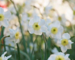 Narcissus 'Segovia' -Plants And Flowers Shop narcissus segovia 9