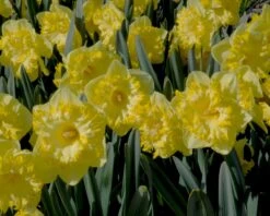 Narcissus 'Snowtip' 8 Narcissus 'Snowtip' -Plants And Flowers Shop narcissus snowtip 1