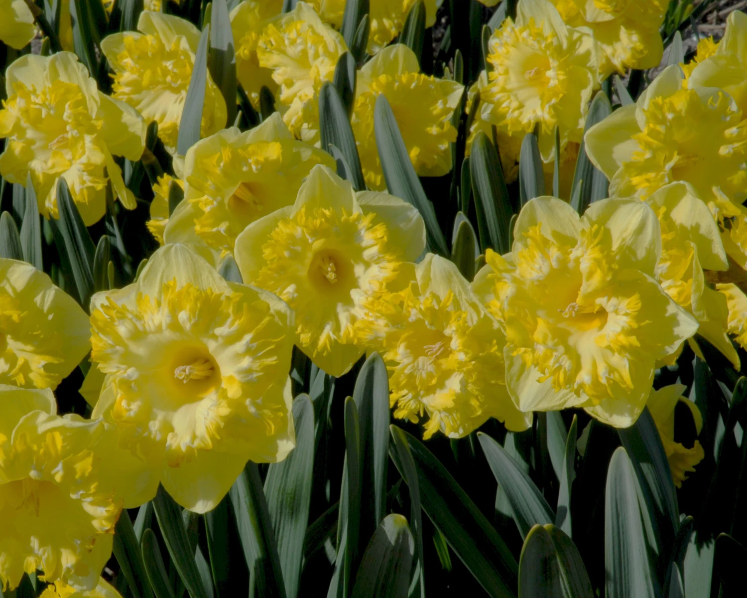 Narcissus 'Snowtip' 4 Narcissus 'Snowtip' - Image 4