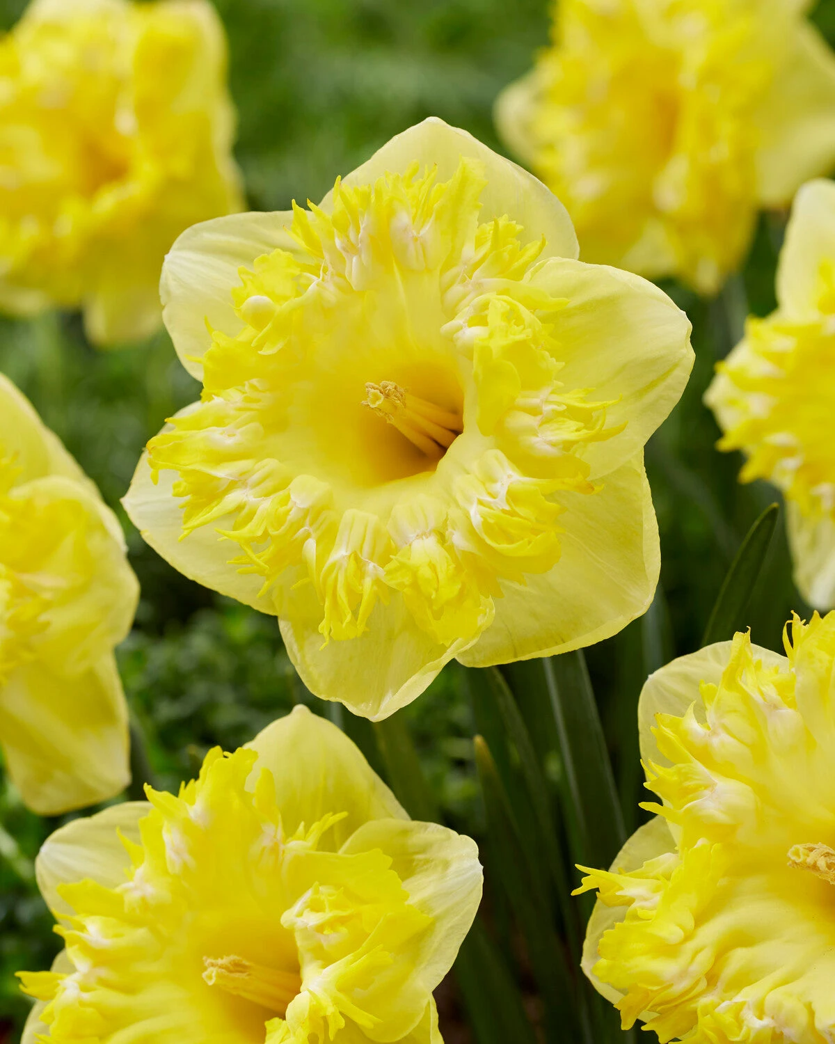 Narcissus 'Snowtip' 1 Narcissus 'Snowtip'