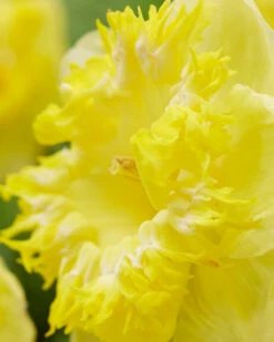 Narcissus 'Snowtip' 9 Narcissus 'Snowtip' -Plants And Flowers Shop narcissus snowtip 4