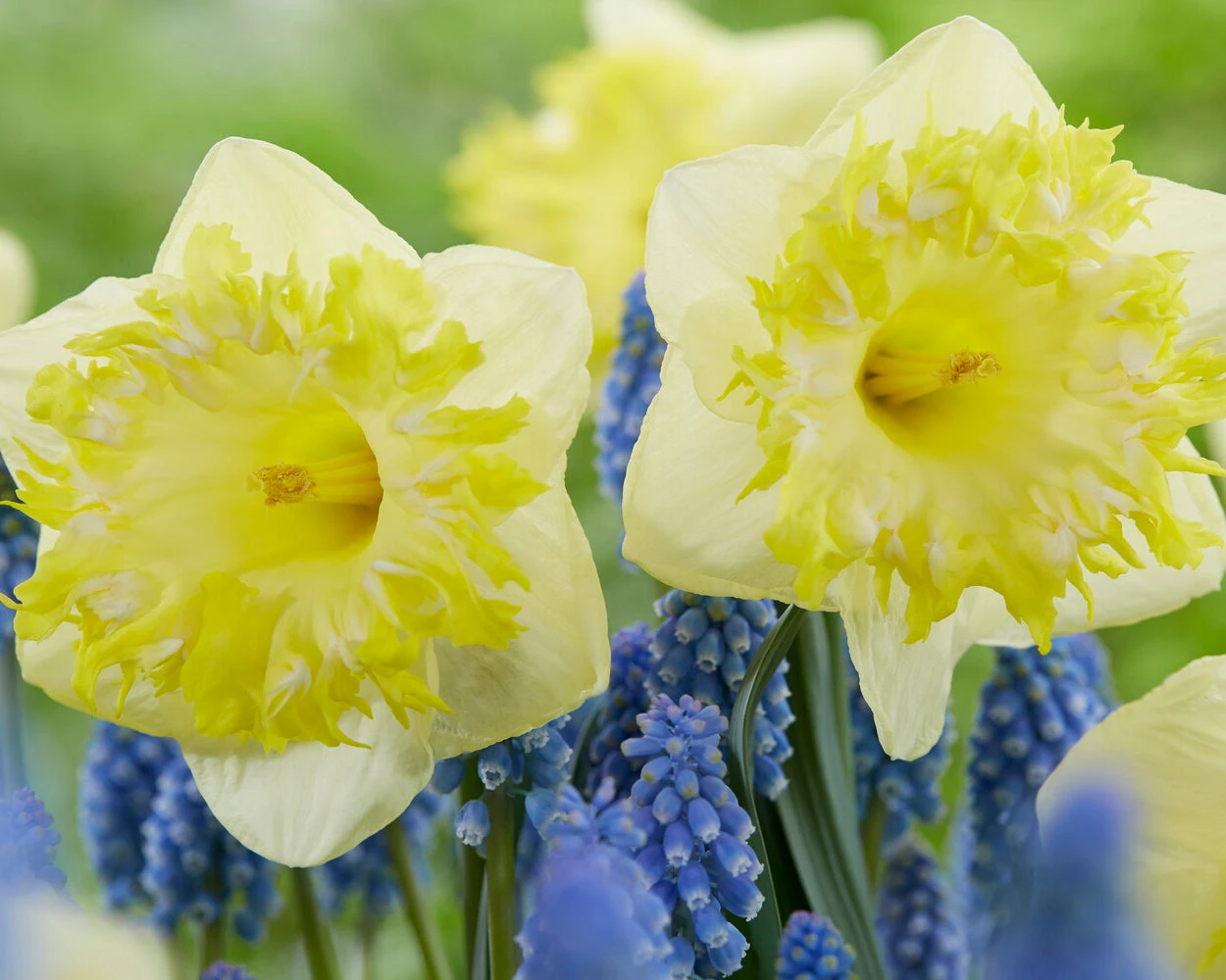 Narcissus 'Snowtip' 2 Narcissus 'Snowtip' - Image 2