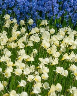 Narcissus 'Spoirot' 9 Narcissus 'Spoirot' -Plants And Flowers Shop narcissus spoirot 2