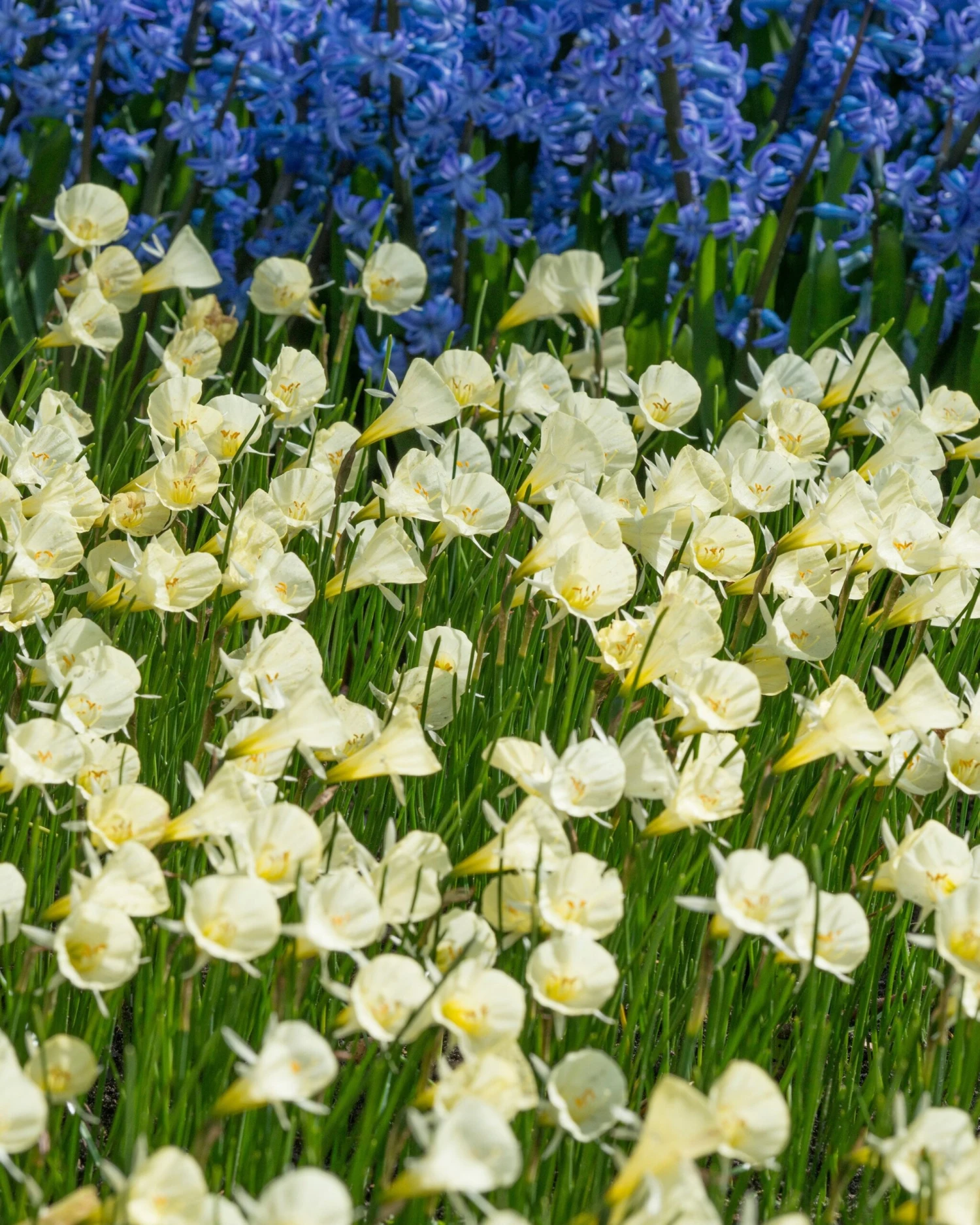 Narcissus 'Spoirot' 4 Narcissus 'Spoirot' - Image 4