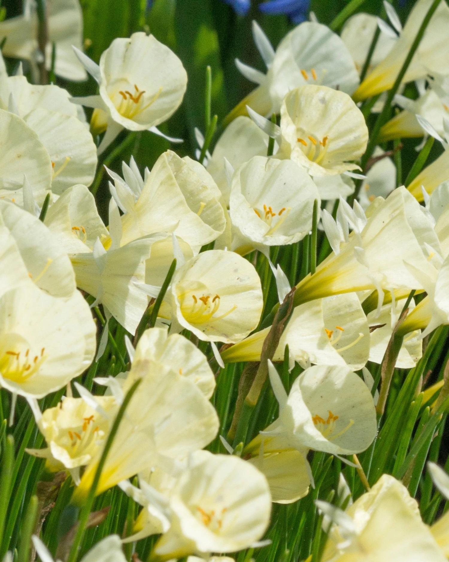 Narcissus 'Spoirot' 1 Narcissus 'Spoirot'