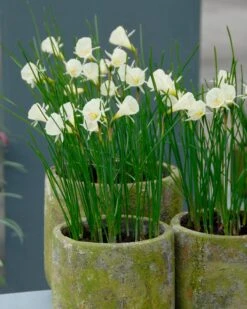 Narcissus 'Spoirot' 10 Narcissus 'Spoirot' -Plants And Flowers Shop narcissus spoirot 5