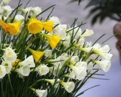 Narcissus 'Spoirot' 8 Narcissus 'Spoirot' -Plants And Flowers Shop narcissus spoirot 7