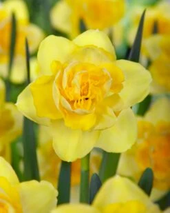 Narcissus 'Spring Paradijs'