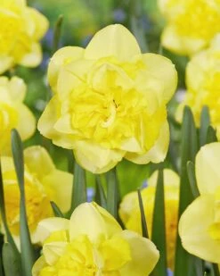 Narcissus 'Spring Paradijs' -Plants And Flowers Shop narcissus spring paradijs 01