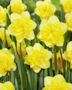 Narcissus 'Spring Paradijs' -Plants And Flowers Shop narcissus spring paradijs 02