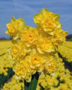 Narcissus 'Spring Paradijs' -Plants And Flowers Shop narcissus spring paradise 2