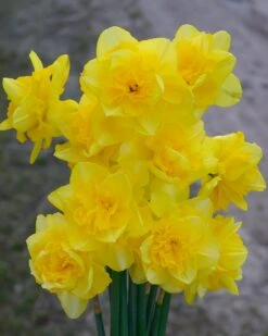 Narcissus 'Spring Paradijs' -Plants And Flowers Shop narcissus spring paradise 3