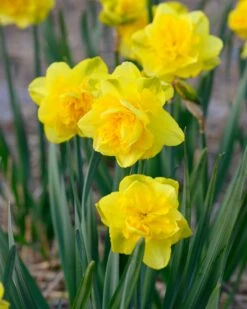 Narcissus 'Spring Paradijs' -Plants And Flowers Shop narcissus spring paradise 4