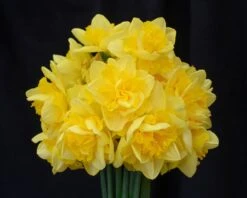 Narcissus 'Spring Paradijs' -Plants And Flowers Shop narcissus spring paradise 6