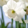 Narcissus 'Stainless'
