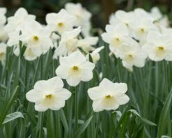 Narcissus 'Stainless' -Plants And Flowers Shop narcissus stainless 3