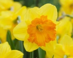 Narcissus 'Sunlover' -Plants And Flowers Shop narcissus sunlover 3