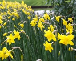 Narcissus 'Sweetness' 15 Narcissus 'Sweetness' -Plants And Flowers Shop narcissus sweetness 1