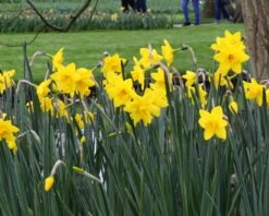 Narcissus 'Sweetness' 16 Narcissus 'Sweetness' -Plants And Flowers Shop narcissus sweetness 10